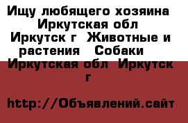 Ищу любящего хозяина - Иркутская обл., Иркутск г. Животные и растения » Собаки   . Иркутская обл.,Иркутск г.